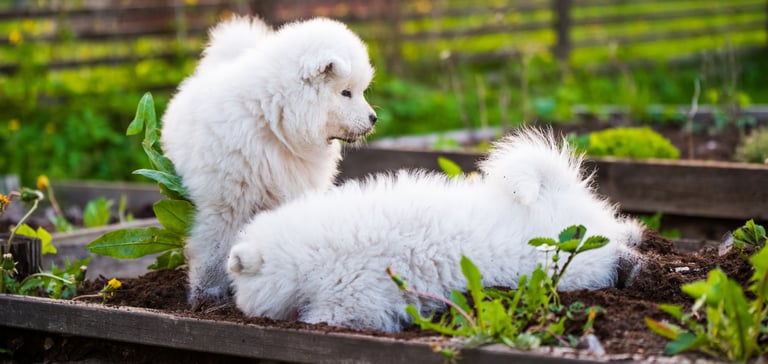 two white puppies sitting in a vegetable bed