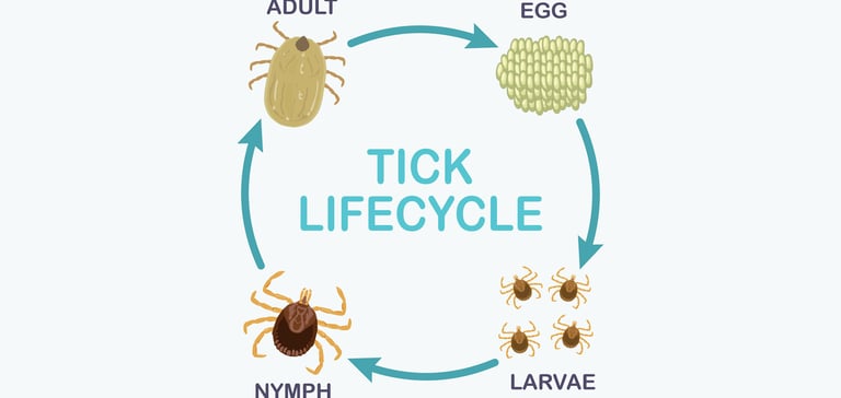 an infographic image of the tick lifecycle