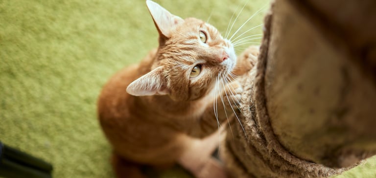 A ginger cat scratching a cat post on a green carpet.