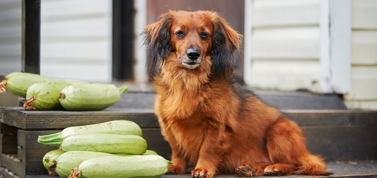 Dog sitting on a step in front of a pile of courgettes