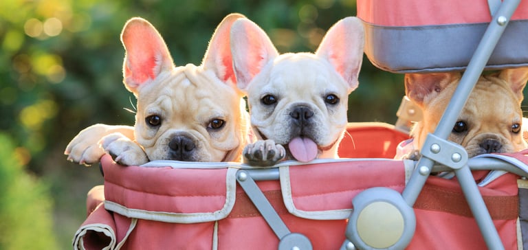 Three French Bulldog puppies sitting in a pram.