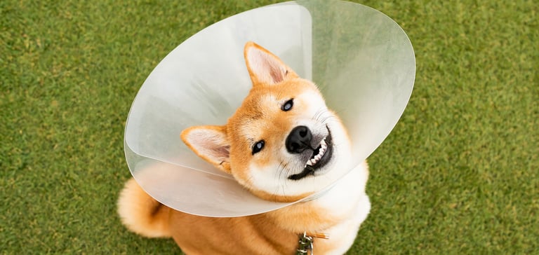 A dog looking up with a medical cone on
