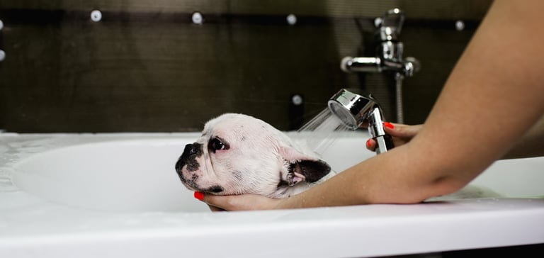 A French Bulldog having a bath.