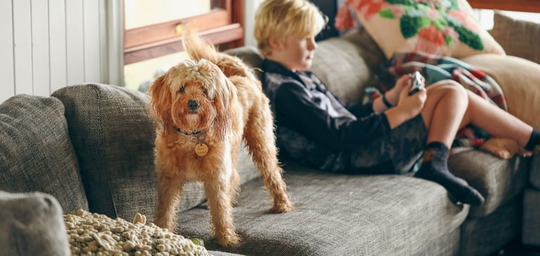 Dog standing on couch next to kid playing game