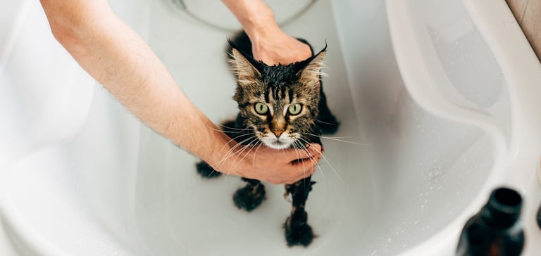 A cat having a bath.
