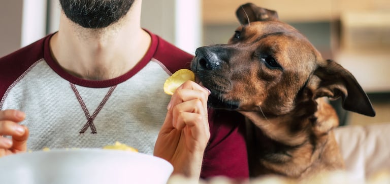 A brown dog trying to eat his owner's crisps.