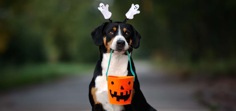 a dog holding a trick or treat bucket