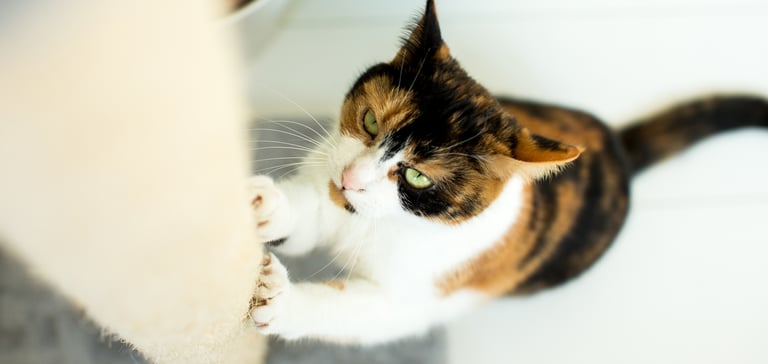 A quite angry looking tri-colour cat using a scratching post.