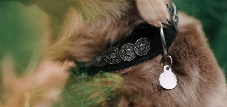 close up of dog collar