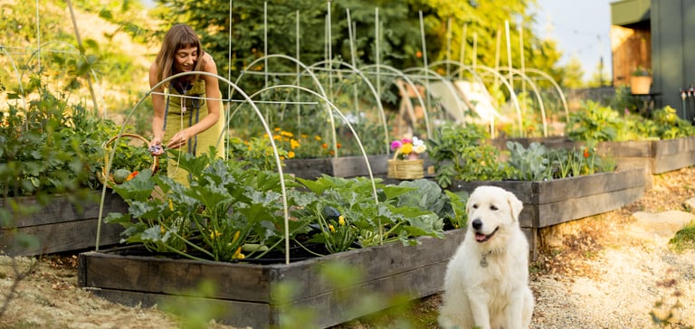 Golden retriever sitting in front of veggie patch being watered by owner