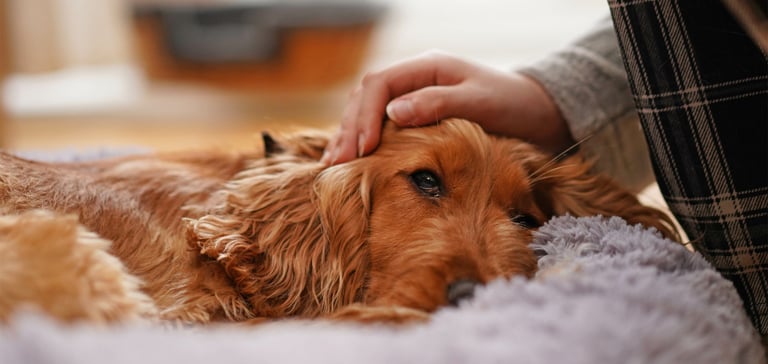Golden Cocker Spaniel lying in bed being stroked