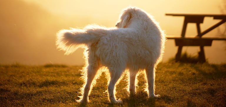 A labradoodle standing outdoors in golden hour by a picnic bench.