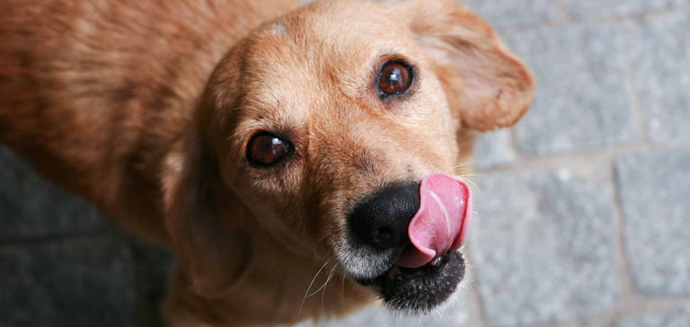 A dog licking its lips
