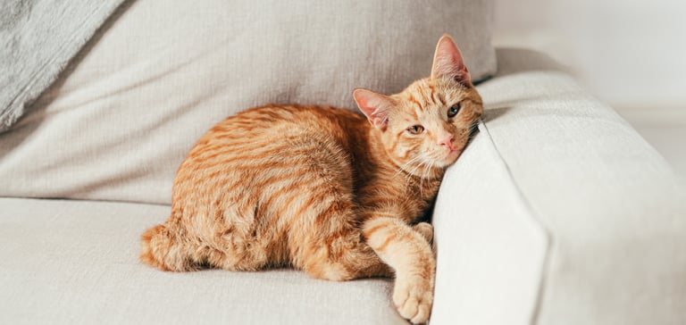 Ginger Manx cat lying on a cream couch