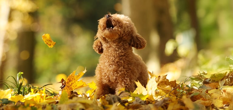 A maltipoo barking very loudly outdoors.