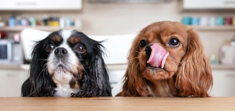 two cavalier king charles spaniels waiting patiently for a treat