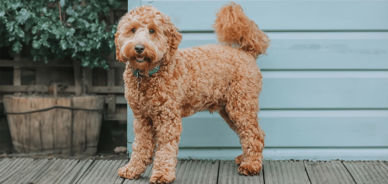 a cockapoo with a puppy cut and a cockapoo with a teddy bear cut