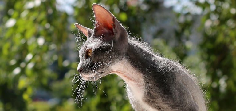 Grey Peterbald cat in sunshine