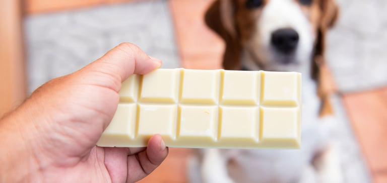 close up of white chocolate bar with a blurred dog in the background