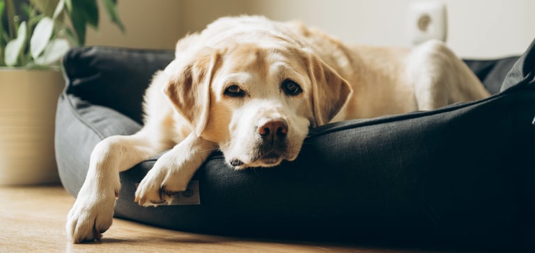 Golden labrador lying on a black dog bed inside