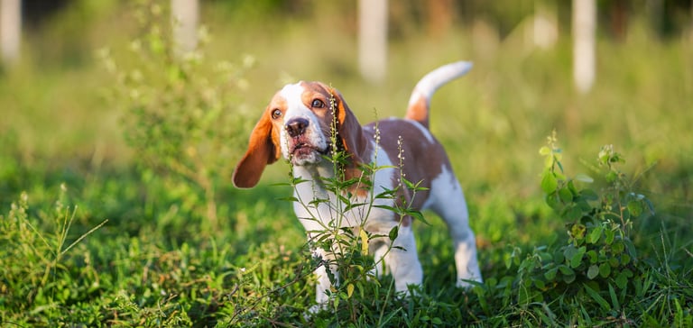 A beagle barking in a field.