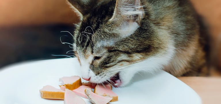 a cat eating ham from a plate
