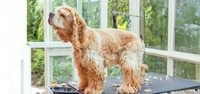 Golden Cocker spaniel on a grooming table standing