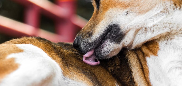 close up of dog licking