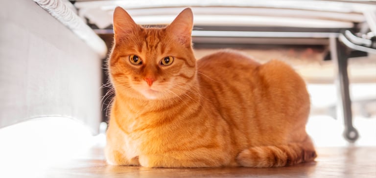 A ginger cat in a loaf position.