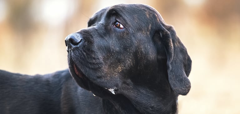 A close up image of a Filo Brasileiro