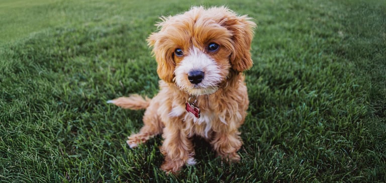 A puppy sitting on grass.