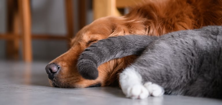 A labrador sleeping with a grey cat tail in his face.