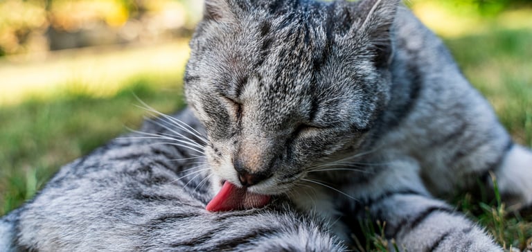 A striped grey cat licking his fur.