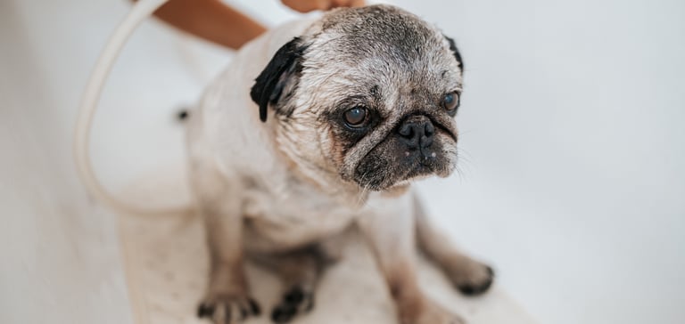 A Pug sitting in a bath.