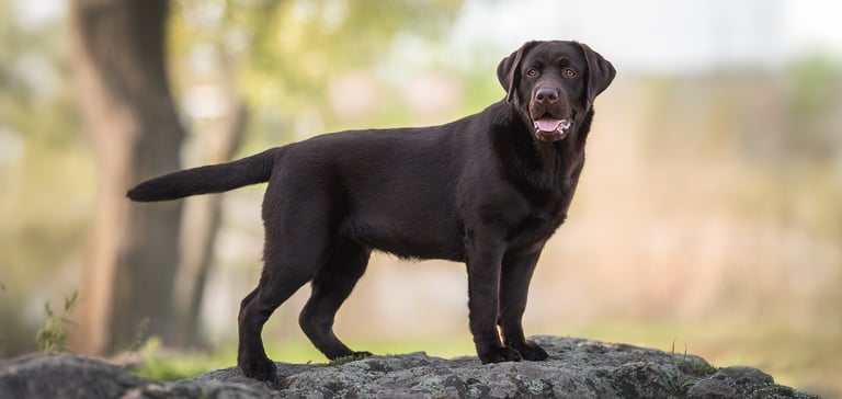 A brown labrador standing on a rock.