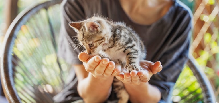 kitten sitting in hand of owner