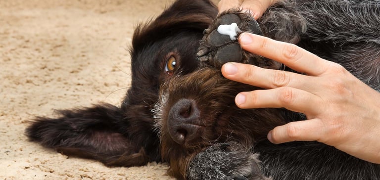A dog with cream on its paw