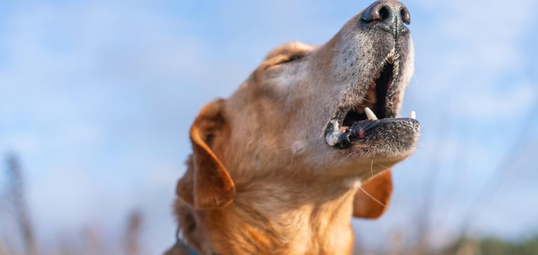 A dog howling.