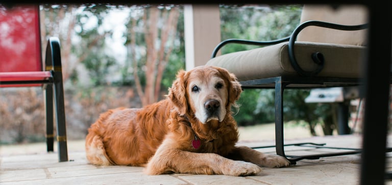 A senior Labrador laying down by a chair.