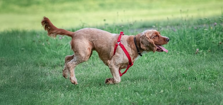 Cocker Spaniel with sport cut running on grass