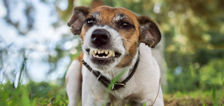 A jack russell baring his teeth outdoors.