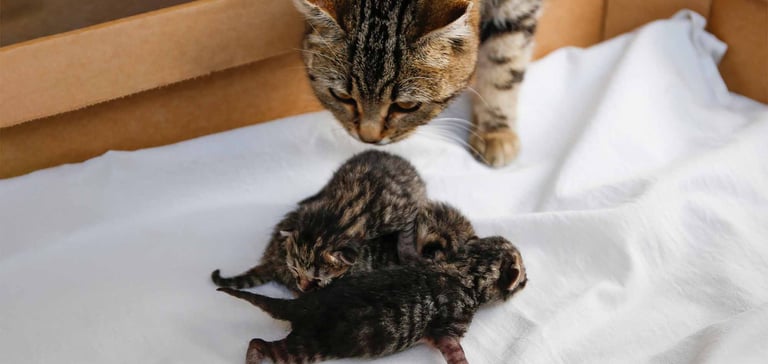 cat sniffing kittens