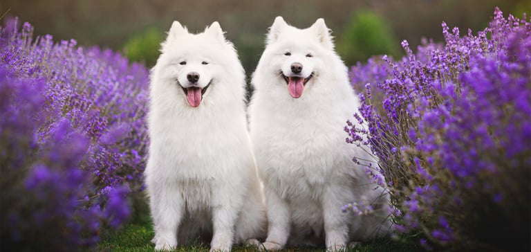Two samoyeds sat in a field of lavender.