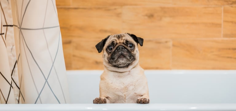 A Pug sticking out of a bath.
