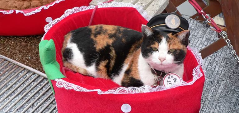tama wearing her station master hat and sitting in a strawberry-shaped bed