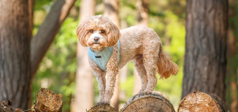 A cavapoo wearing a blue harness standing on a log.