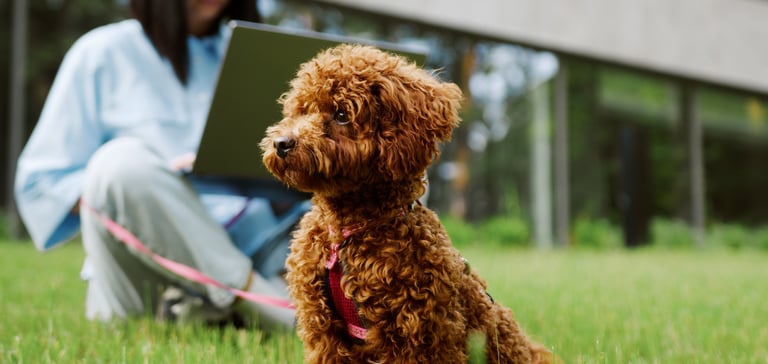maltipoo sitting with harness and lead outside in front of owner on laptop