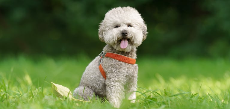 maltipoo sitting on grass with tongue out and orange harness