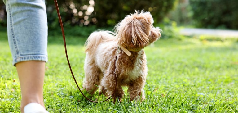A cavapoo standing on grass.