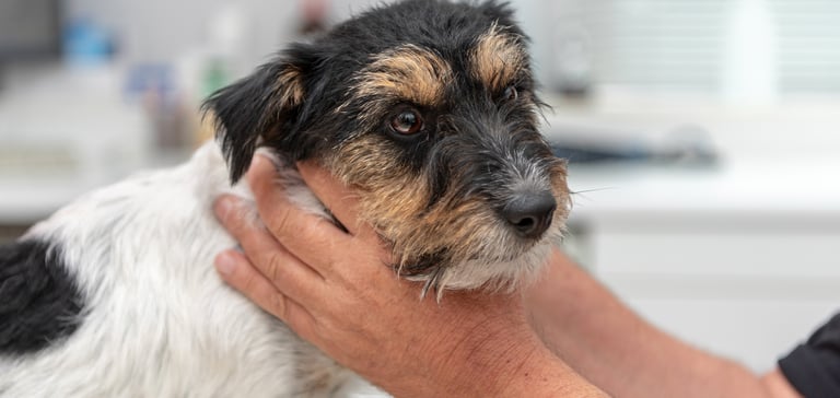 Jack Russell with vets hands around face